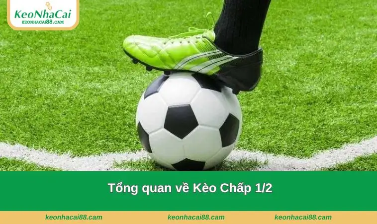 Tổng quan về loại hình này